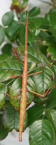 Acanthoxyla inermis