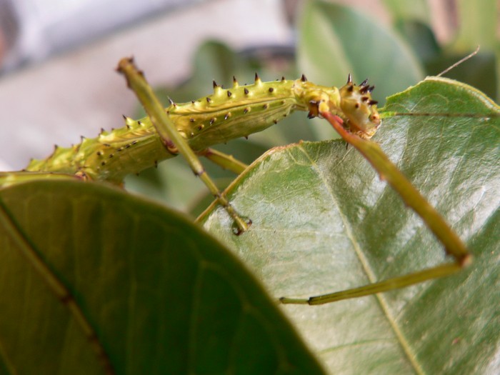 Species Information - Phasmid Study Group