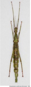 PSG 286 Monandroptera acanthomera