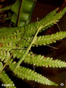 PSG 401 Clonistria bicoloripes adult female on fern