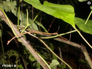 PSG 401 Clonistria bicoloripes adult male