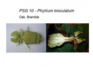 PSG 10 Phyllium (Pulchriphyllium) bioculatum adult female and male