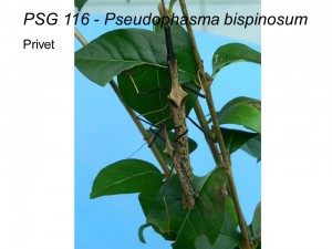 PSG 116 Pseudophasma bispinosum adult pair