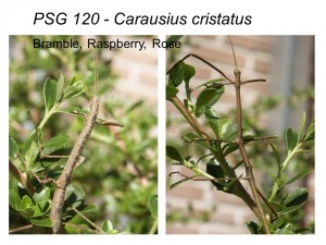 PSG 120 Carausius cristatus adult pair