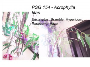 PSG 154 Acrophylla titan adult pair