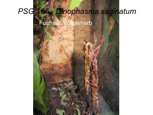 PSG 166 Dinophasma saginatum adult pair