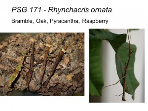 PSG 171 Rhynchacris ornata adult pair