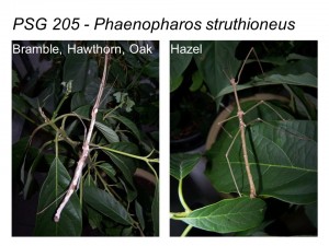 PSG 205 Phaenopharos struthioneus adult male and female