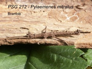 PSG 212 Pylaemenes mitratus adult male