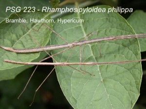 PSG 223 Rhamphosipyloidea philippa adult pair