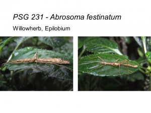 PSG 231 Abrosoma festinatum adult male and female