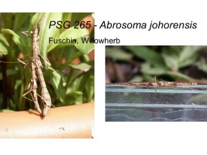 PSG 265 Abrosoma johorensis adult pair mating