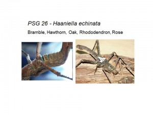 PSG 26 Haaniella echinata adult and under-thorax detail
