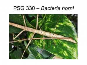 PSG 330 Bacteria horni adult pair