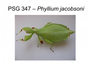 PSG 347 Phyllium (Phyllium) jacobsoni adult female