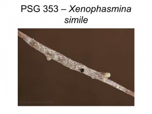 PSG 353 Xenophasmina simile camouflaged adult female