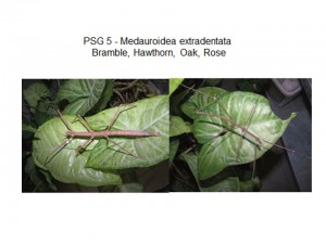 PSG 5 Medauroidea extradentata adult female and male