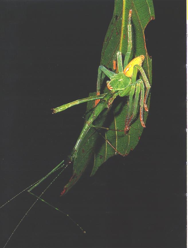 Necroscia inflata being eaten by a spider