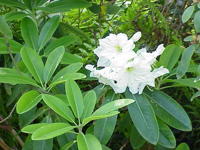 FOODPLANT_Rhododendron_fortunei