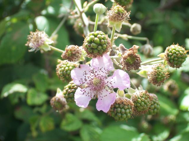 FOODPLANT_Rubus_Fruticosus_FlowerAndUnripenFruits_01