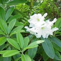 FOODPLANT_Rhododendron_fortunei