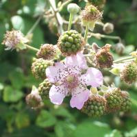 FOODPLANT_Rubus_Fruticosus_FlowerAndUnripenFruits_01