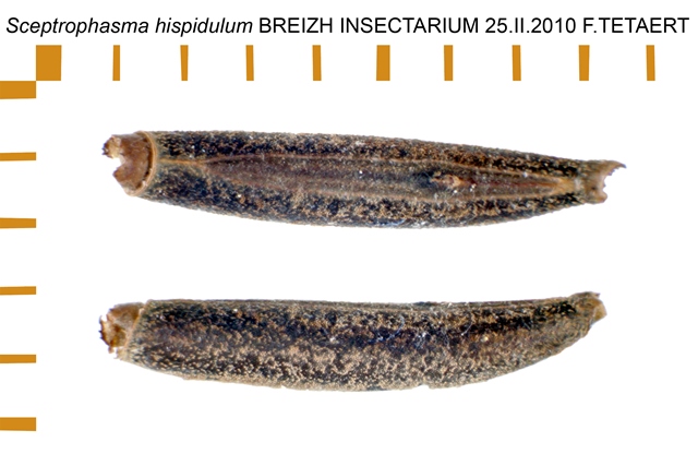 Ova of Sceptrophasma hispidulum