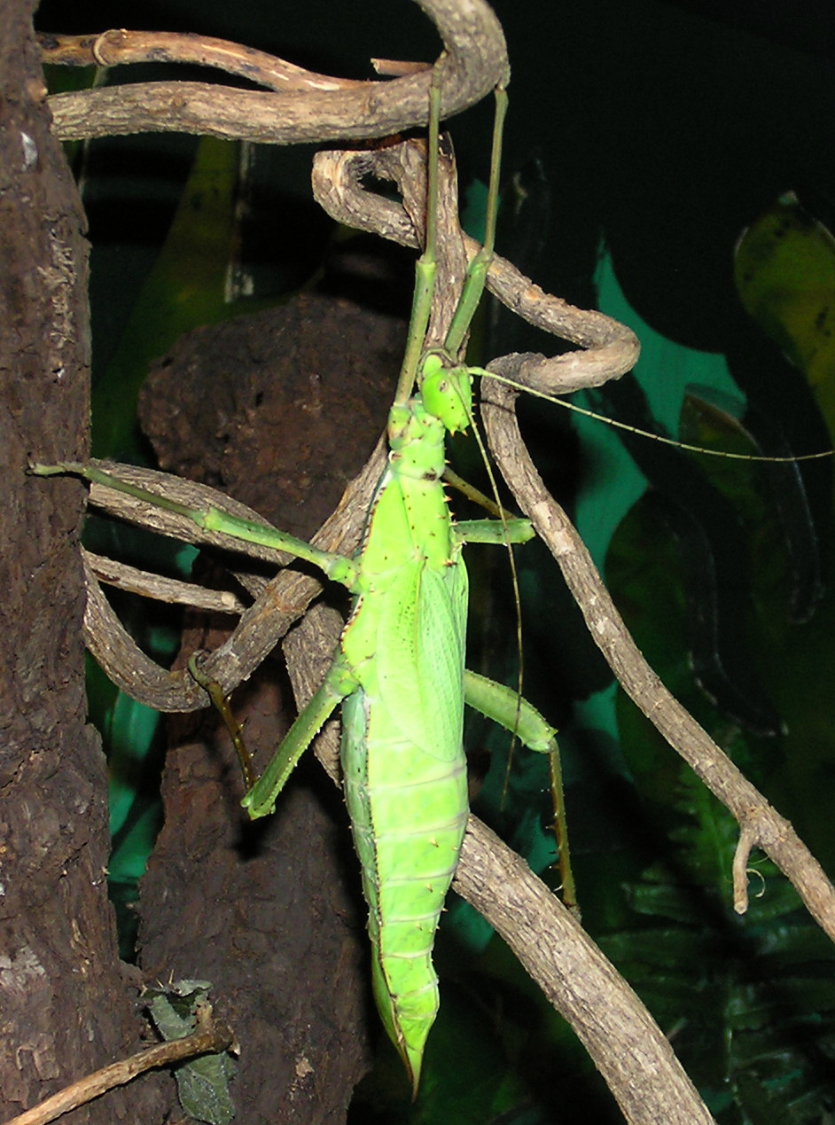 Female Heteropteryx dilatata