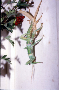 Moulting phasmid