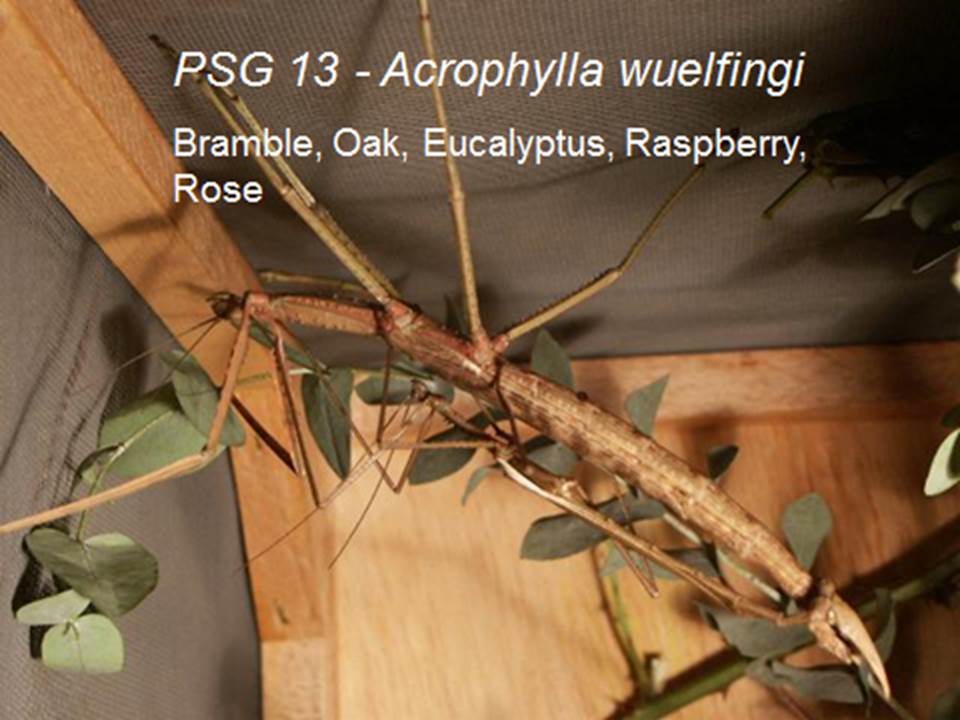 Acrophylla wuelfingi