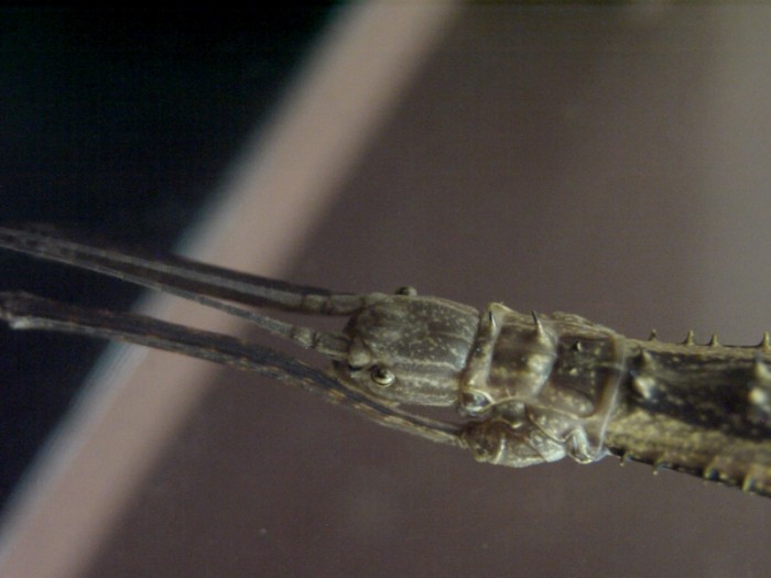 PSG 173 Neohirasea maerens adult female