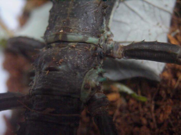PSG 23 Eurycantha calcarata adult female colour between segments