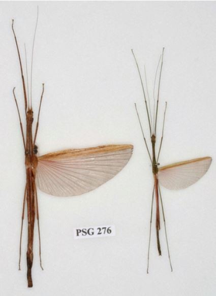PSG 276 Sipyloidea meneptolemus (Westwood 1859)