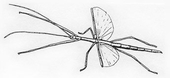 PSG 4 Sipyloidea sipylus pencil sketch