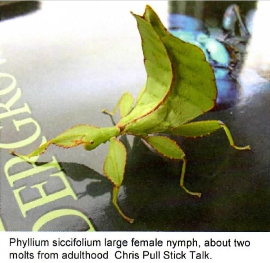 PSG 76 Phyllium (Phyllium) hausleithneri (f P siccifolium) female nymph Copyright © Chris Pull