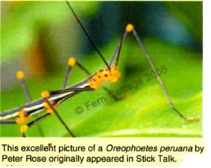 PSG 84 Oreophoetes peruana Copyright © Fern Cottage