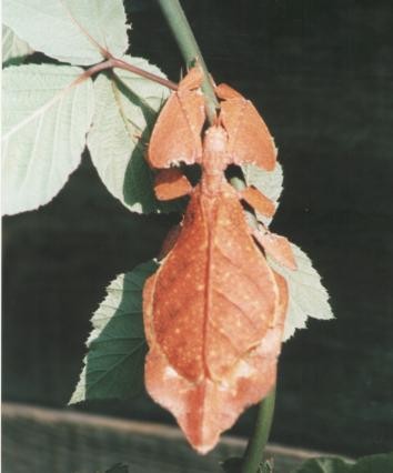 Phyllium bioculatum adult female