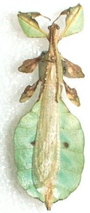 Phyllium bioculatum adult male