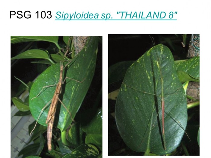 PSG 103 Sipyloidea sp. "Thailand 8" adult pair