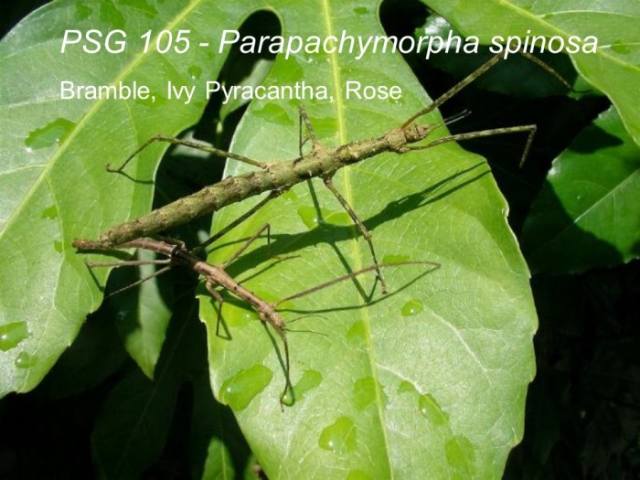 PSG 105 Parapachymorpha spinosa adult pair