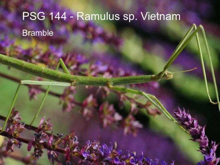 PSG 144 Ramulus sp. Vietnam adult female