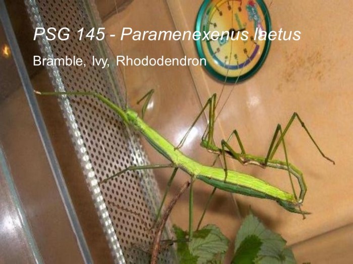 PSG 145 Paramenexenus laetus adult pair