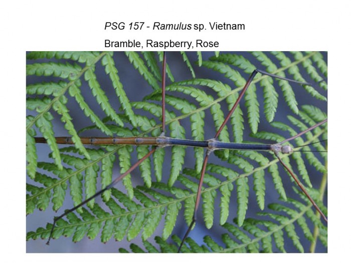 PSG 157 Ramulus sp. Vietnam