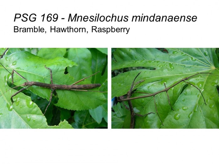 PSG 169 Mnesilochus capreolus adult pair