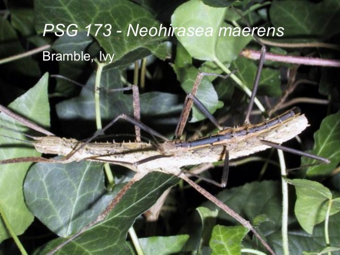 PSG 173 Neohirasea sp. adult pair