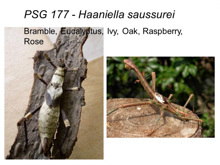 PSG 177 Haaniella saussurei adult female and male