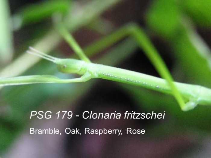 PSG 179 Clonaria fritzschei