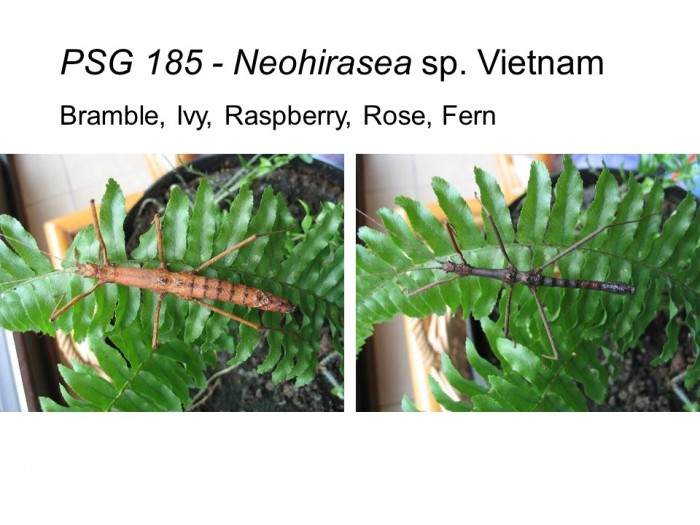PSG 185 Neohirasea sp. Vietnam adult male and female