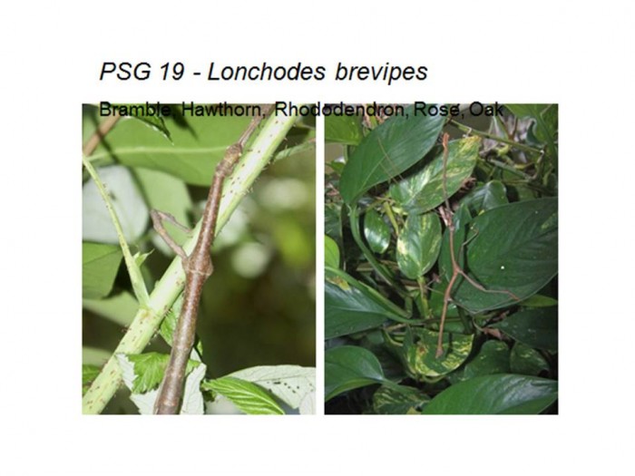 PSG 19 Lonchodes brevipes adult female and male