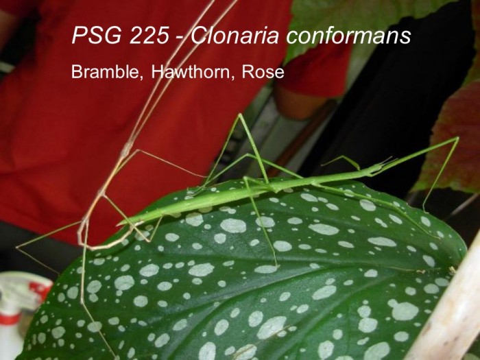 PSG 225 Clonaria conformans adult pair mating